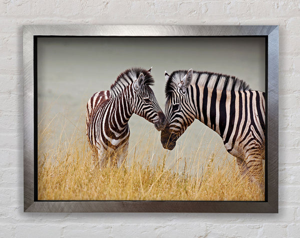 Mother and Baby Zebra Framed Print