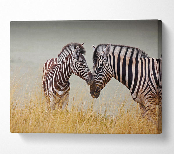  A Canvas Print of Mother and Baby Zebra Canvas Wall Art