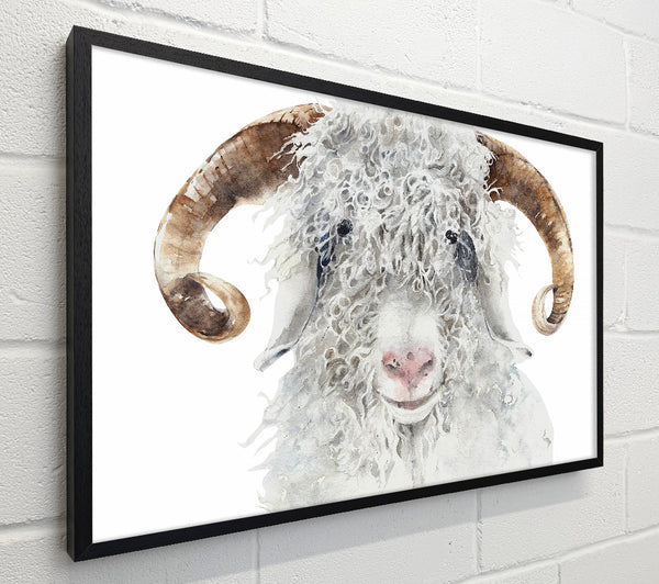 Sheep Beauty