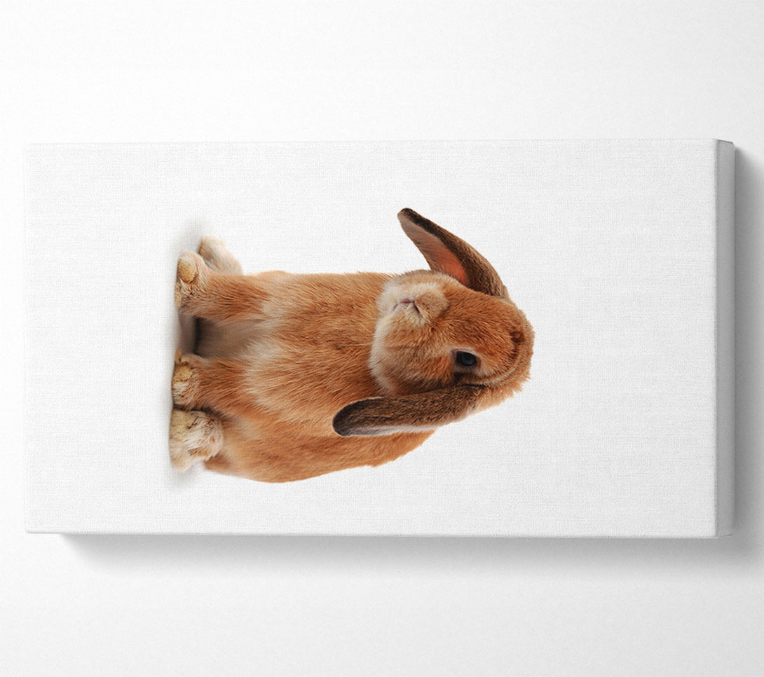  A Canvas Print of Bunny Sad Ears Canvas Art