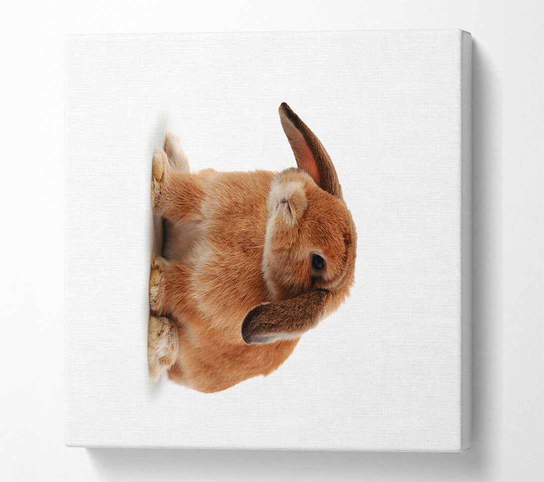  A Canvas Print of Bunny Sad Ears Canvas Art
