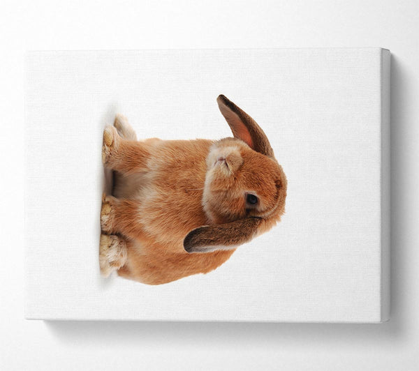  A Canvas Print of Bunny Sad Ears Canvas Art