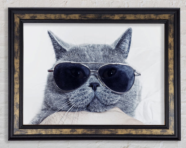 Kitty Cat Cool