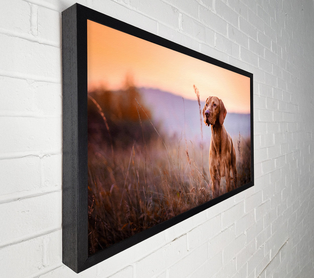  A Canvas Print of Vizsla Sunset Dog Canvas Art
