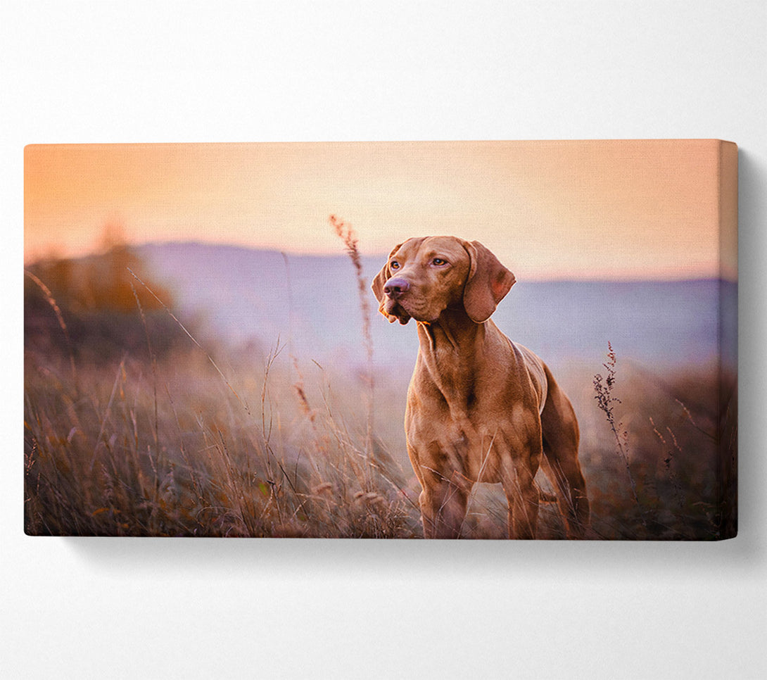  A Canvas Print of Vizsla Sunset Dog Canvas Art