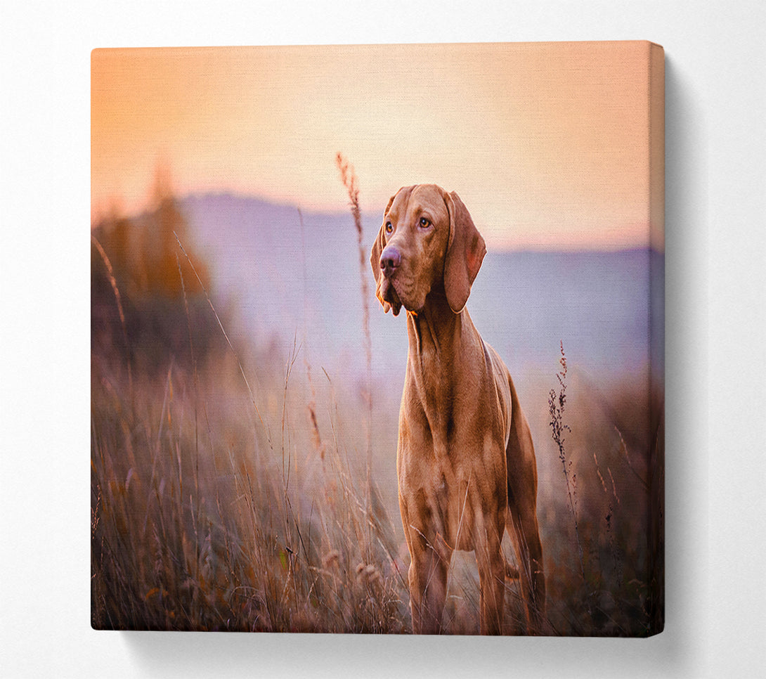  A Canvas Print of Vizsla Sunset Dog Canvas Art