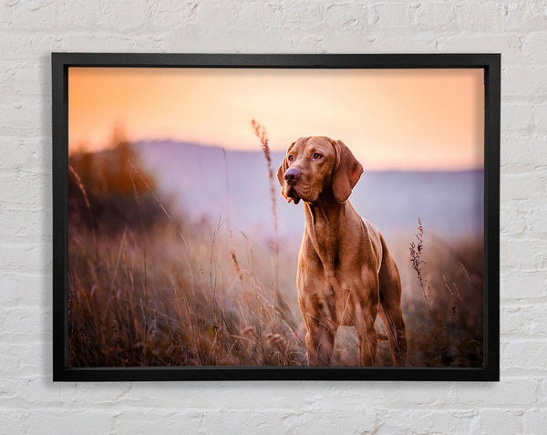 Vizsla Sunset Dog Framed Print