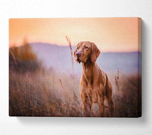  A Canvas Print of Vizsla Sunset Dog Canvas Art