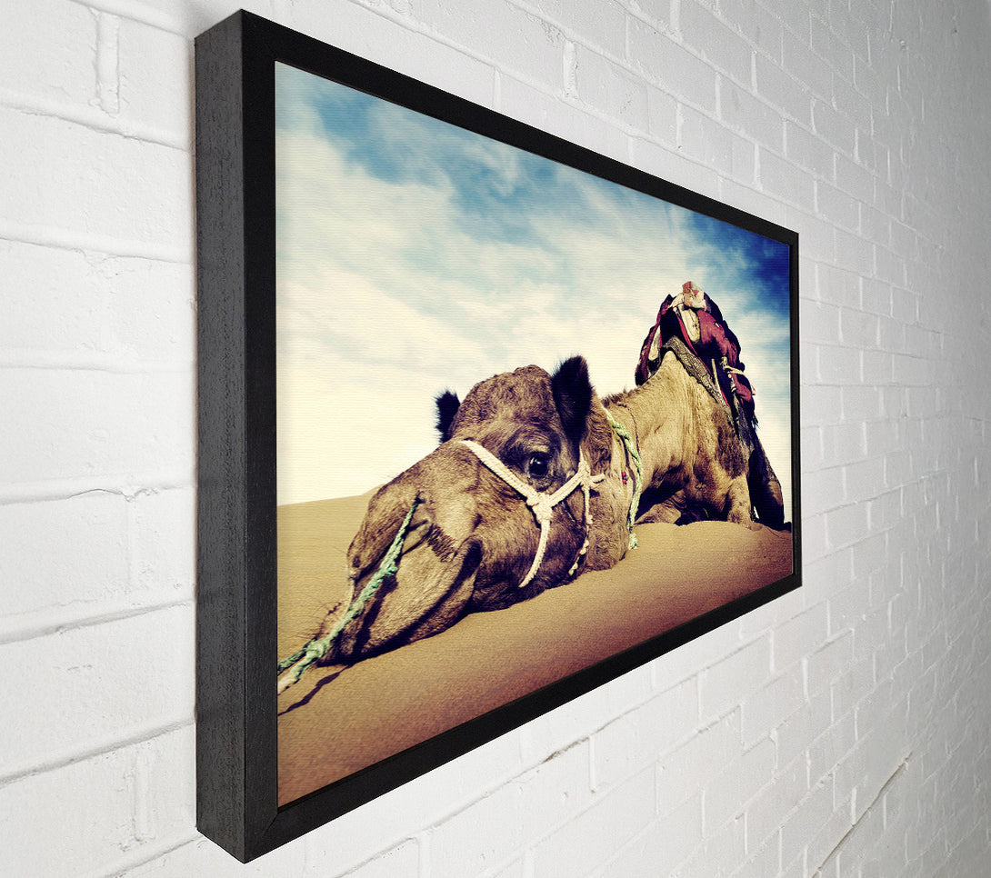  A Canvas Print of Camel Rest Canvas Print