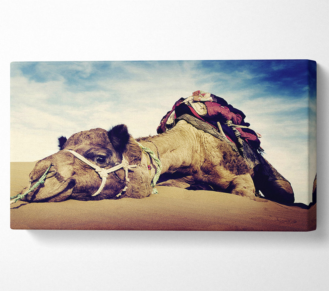  A Canvas Print of Camel Rest Canvas Print