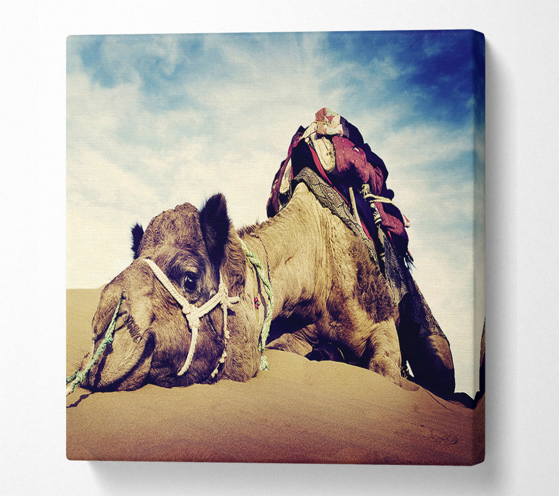  A Canvas Print of Camel Rest Canvas Print