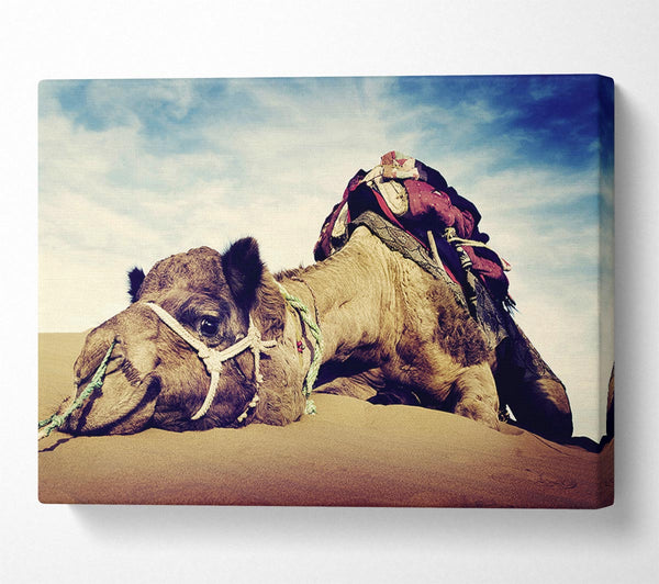  A Canvas Print of Camel Rest Canvas Print