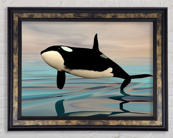 Killer Whale Jump Framed Print