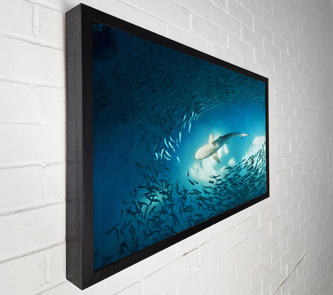  A Canvas Print of Avoiding the Shark Canvas Print