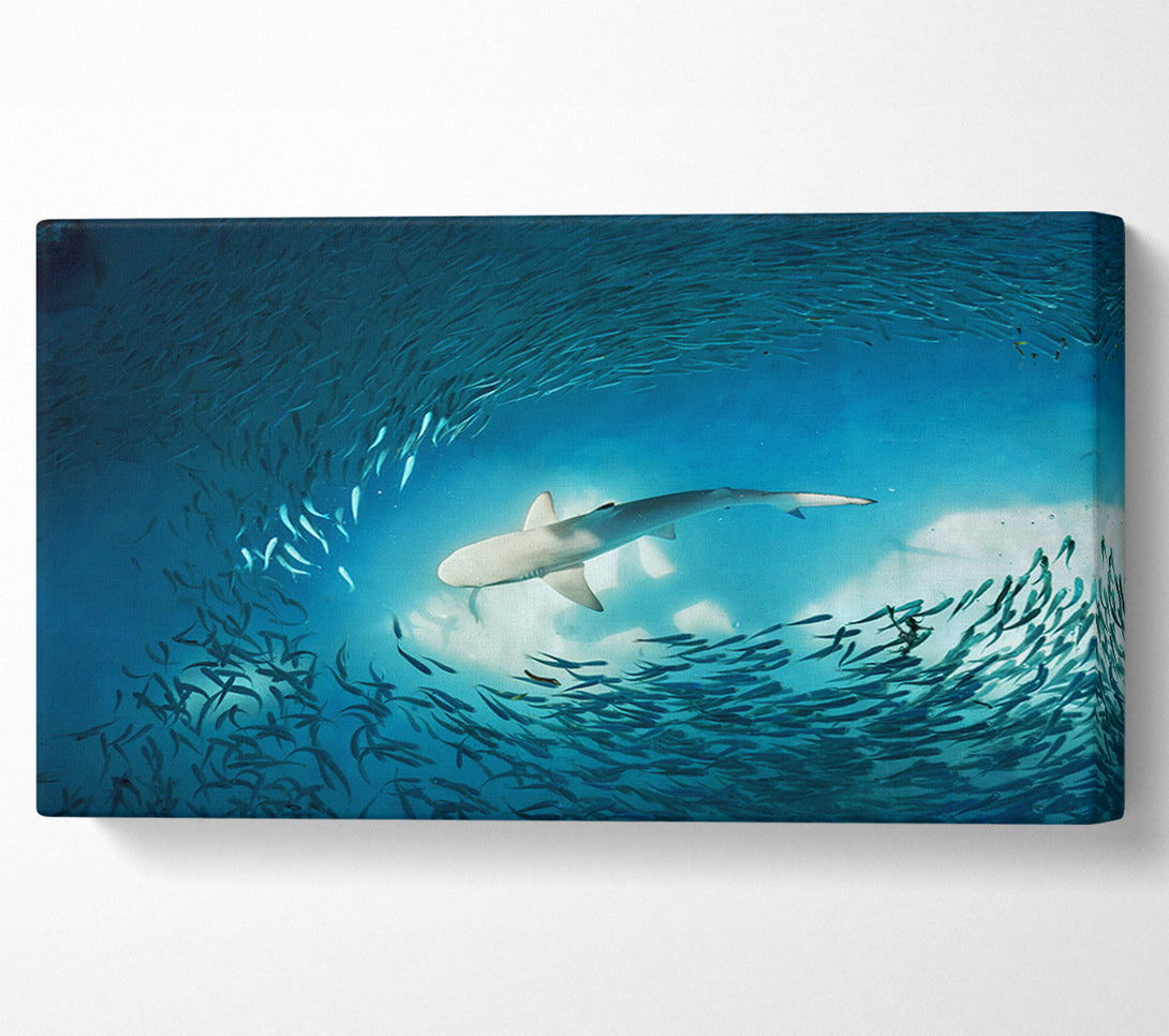  A Canvas Print of Avoiding the Shark Canvas Print