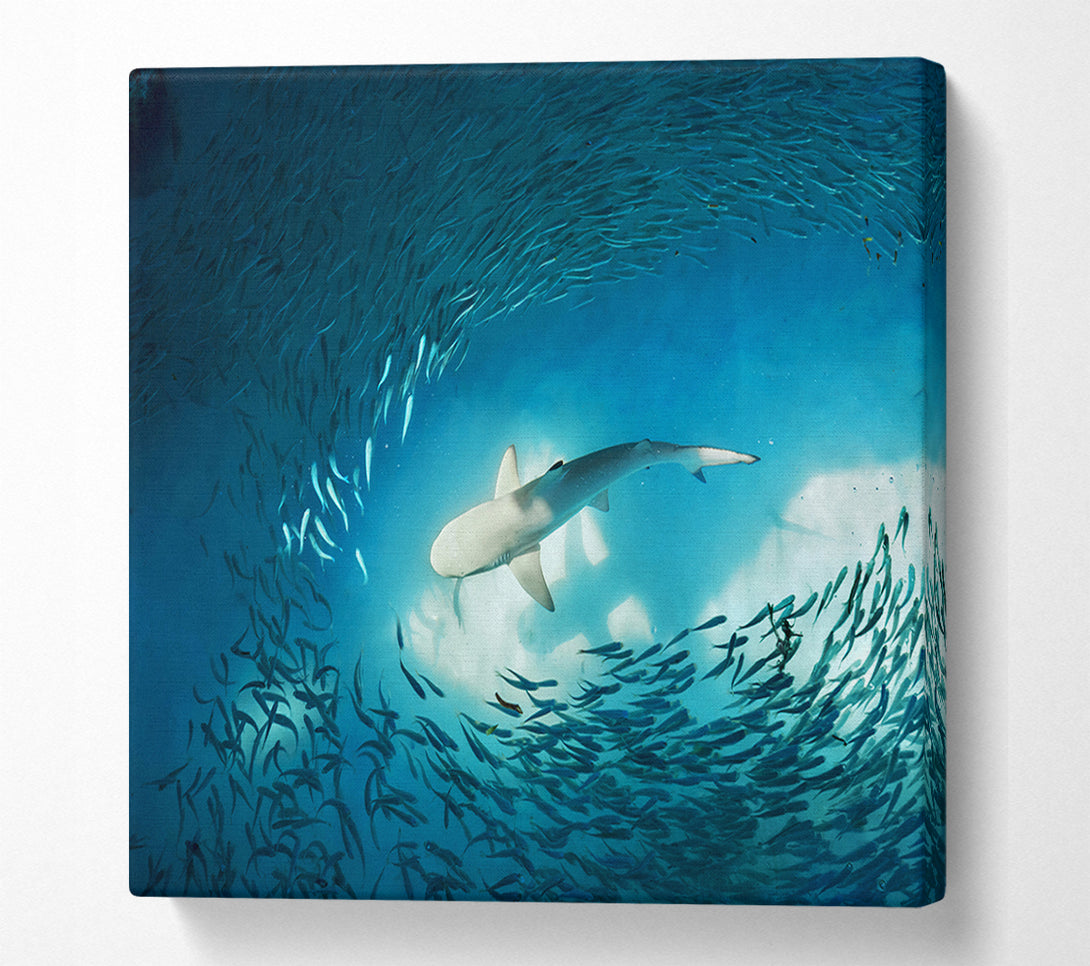  A Canvas Print of Avoiding the Shark Canvas Print
