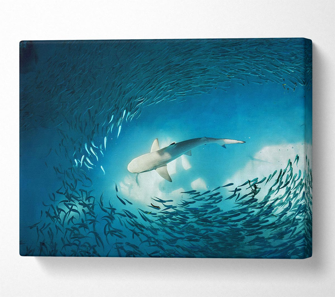  A Canvas Print of Avoiding the Shark Canvas Print