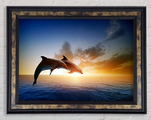 Jumping Sunset Dolphins Framed Print