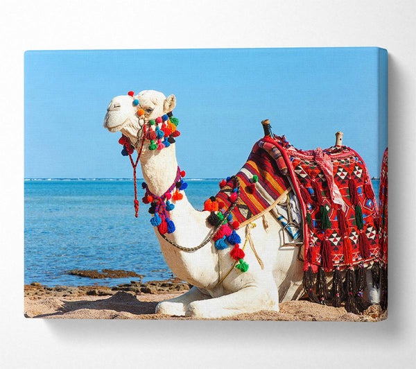  A Canvas Print of Camel Ride Canvas Art
