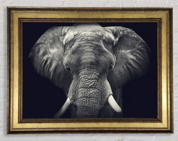 Majestical Elephant Framed Print