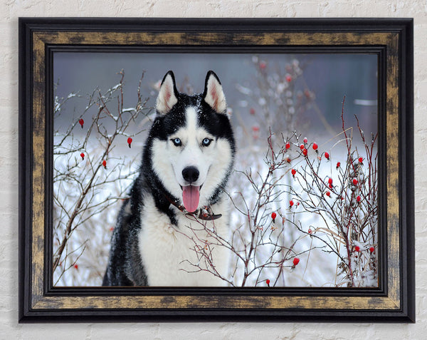 Husky Dog In The Winter Framed Print