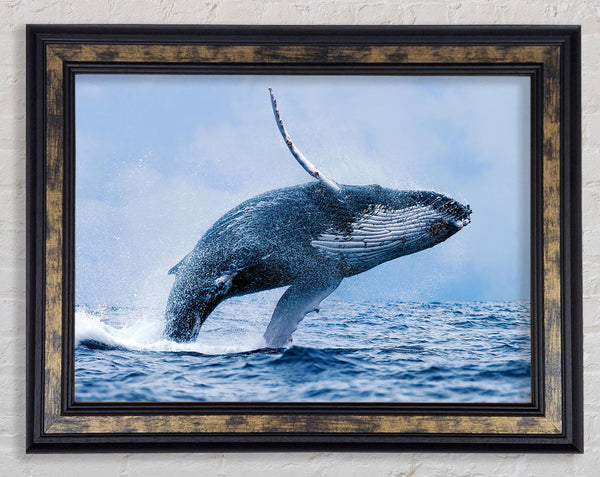 Whale Jump Framed Print