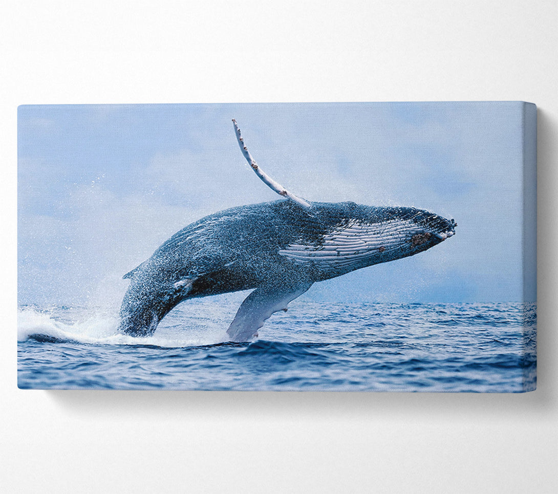  A Canvas Print of Whale Jump Canvas Wall Art