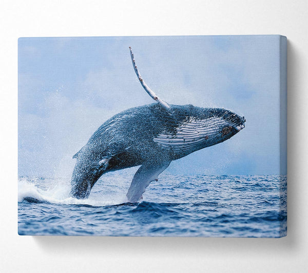  A Canvas Print of Whale Jump Canvas Wall Art