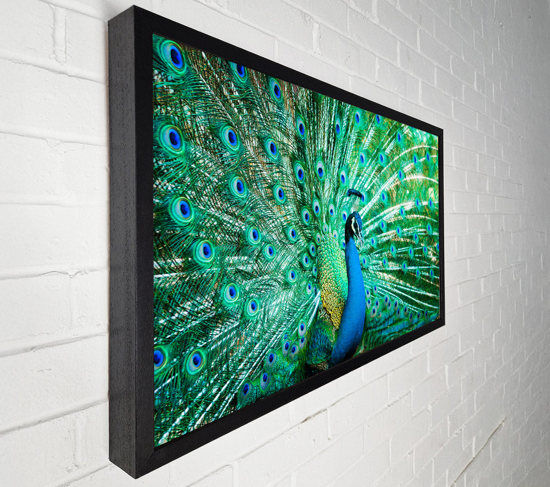  A Canvas Print of Peacock Feather Glory Canvas Art