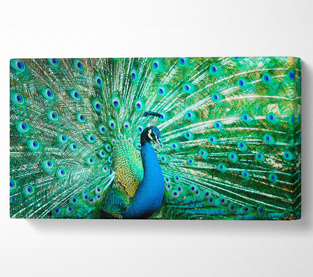  A Canvas Print of Peacock Feather Glory Canvas Art