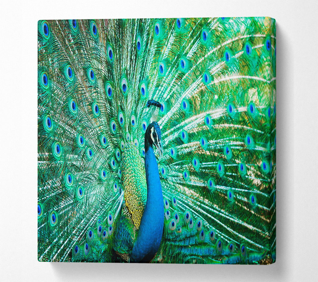 A Canvas Print of Peacock Feather Glory Canvas Art