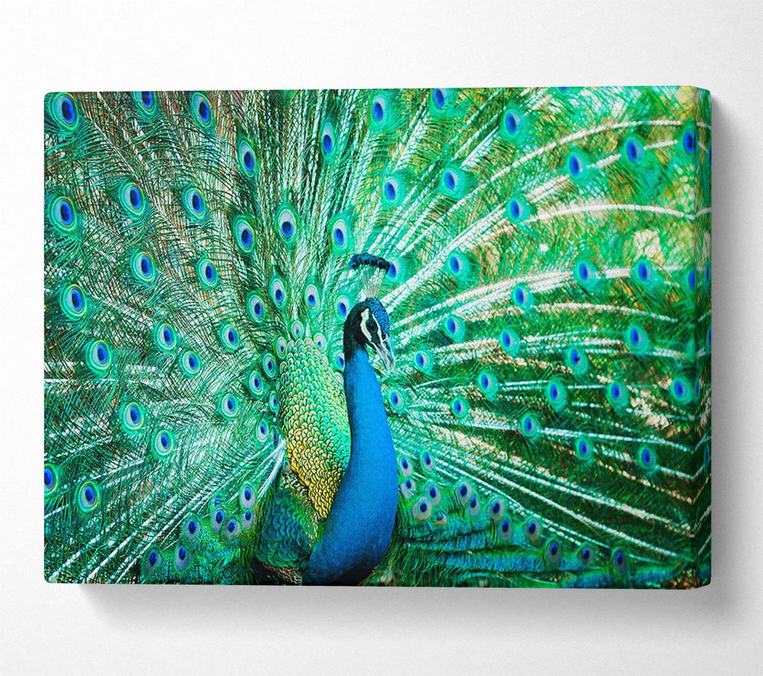  A Canvas Print of Peacock Feather Glory Canvas Art