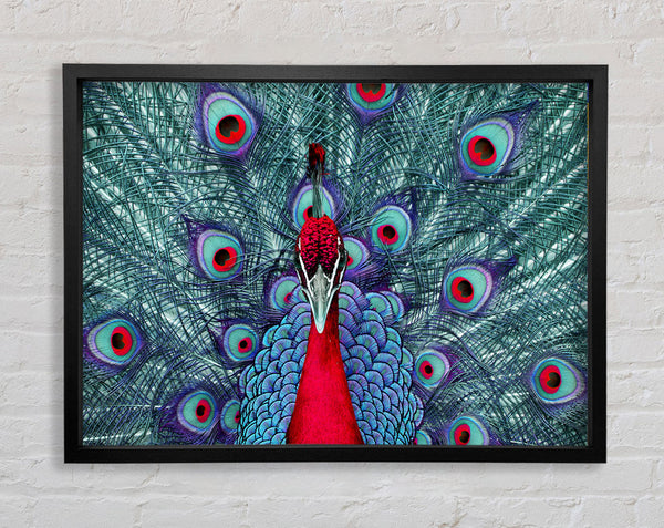 Peacock Beauty Framed Print