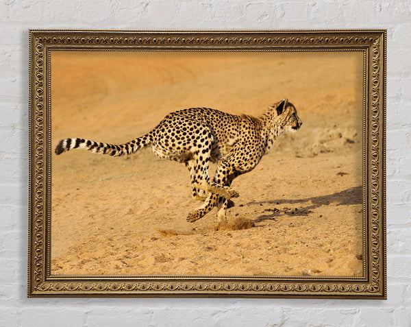 Cheetah Chase Framed Print