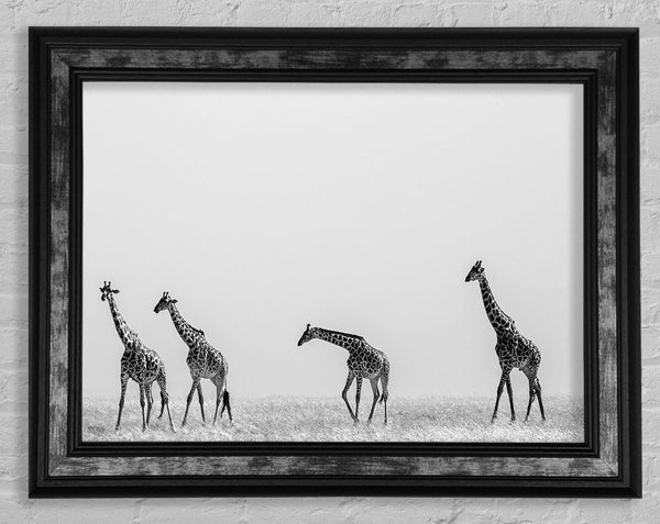 Giraffe Safari LineUp Framed Print