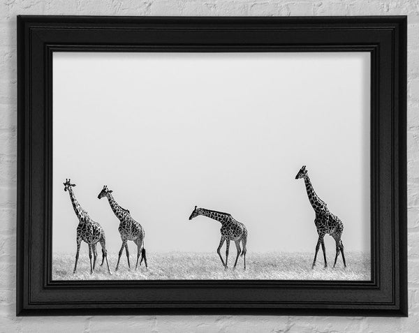 Giraffe Safari LineUp Framed Print