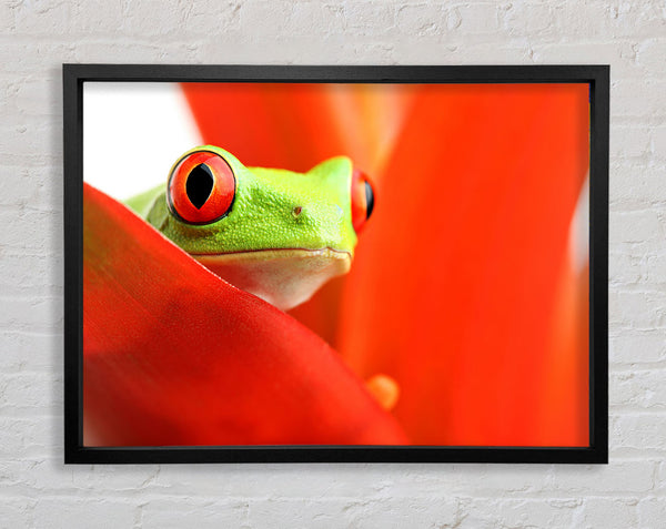 Red Leaf Frog Framed Print