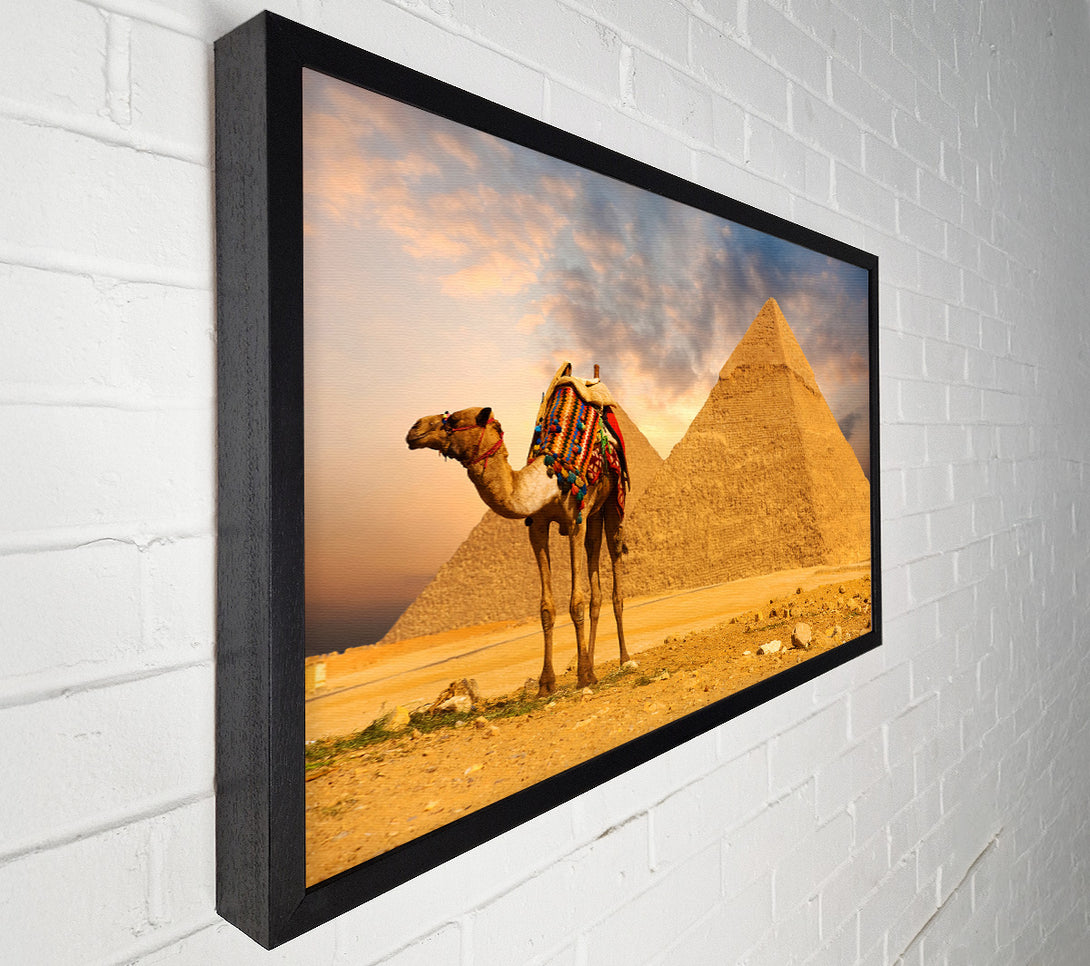  A Canvas Print of Camel Pyramids Canvas Print