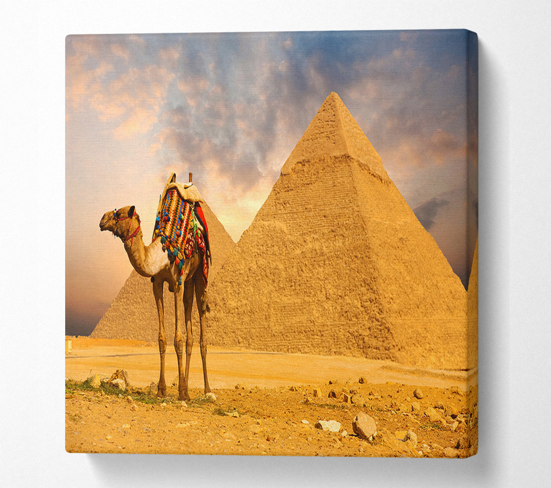  A Canvas Print of Camel Pyramids Canvas Print