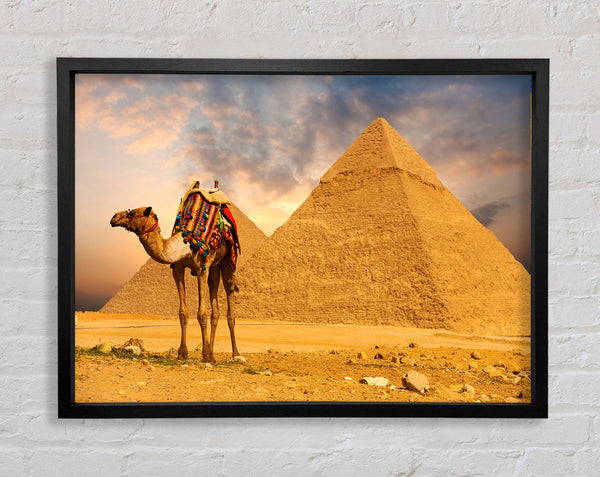 Camel Pyramids Framed Print