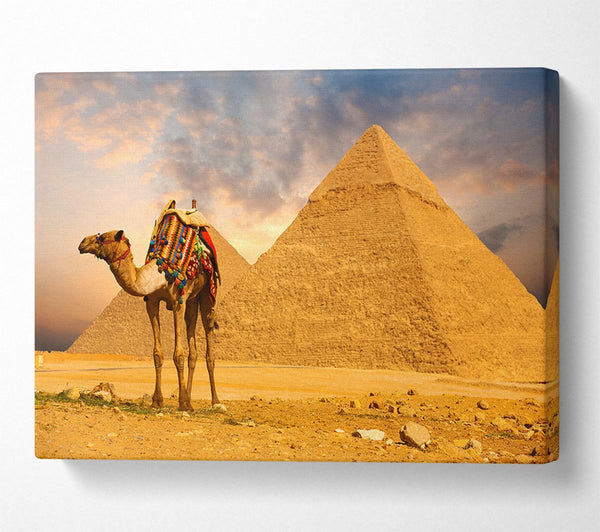  A Canvas Print of Camel Pyramids Canvas Print