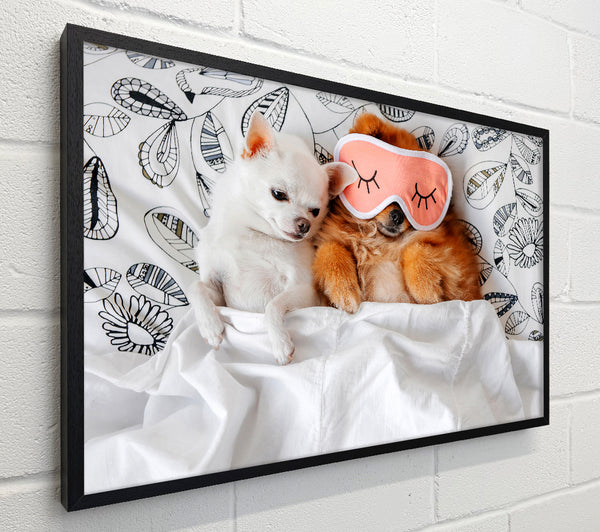 Chihuahua Bedtime Dog Love