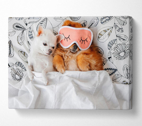  A Canvas Print of Chihuahua Bedtime Dog Love Canvas Art