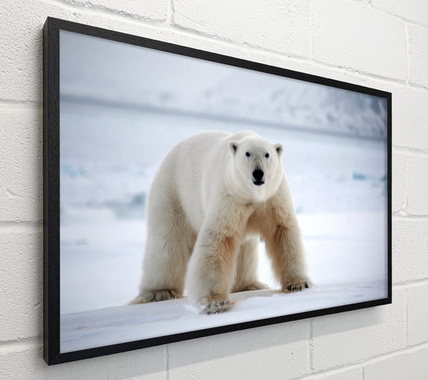 Polar Bear Snow