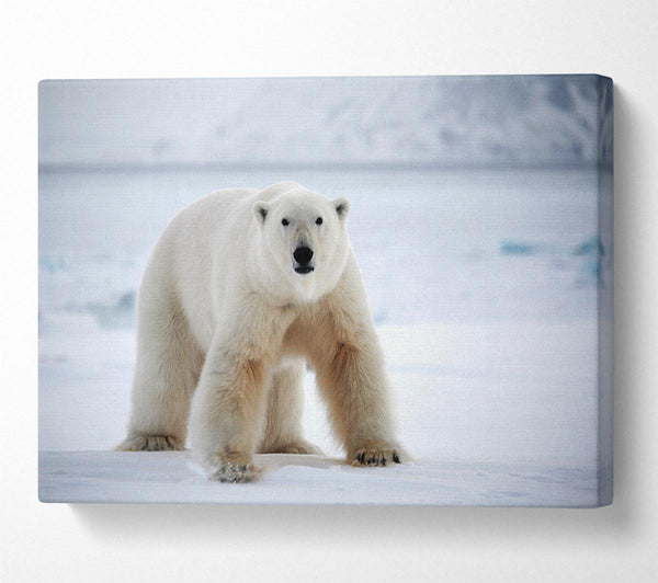  A Canvas Print of Polar Bear Snow Canvas Wall Art