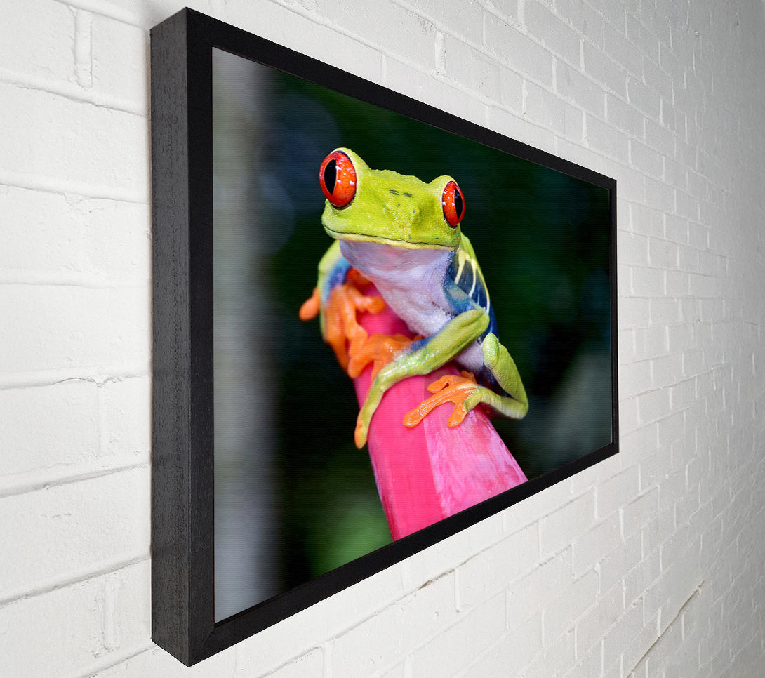  A Canvas Print of Here's Looking At You Frog Canvas Art