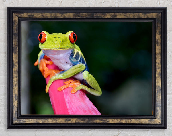 Here's Looking At You Frog Framed Print