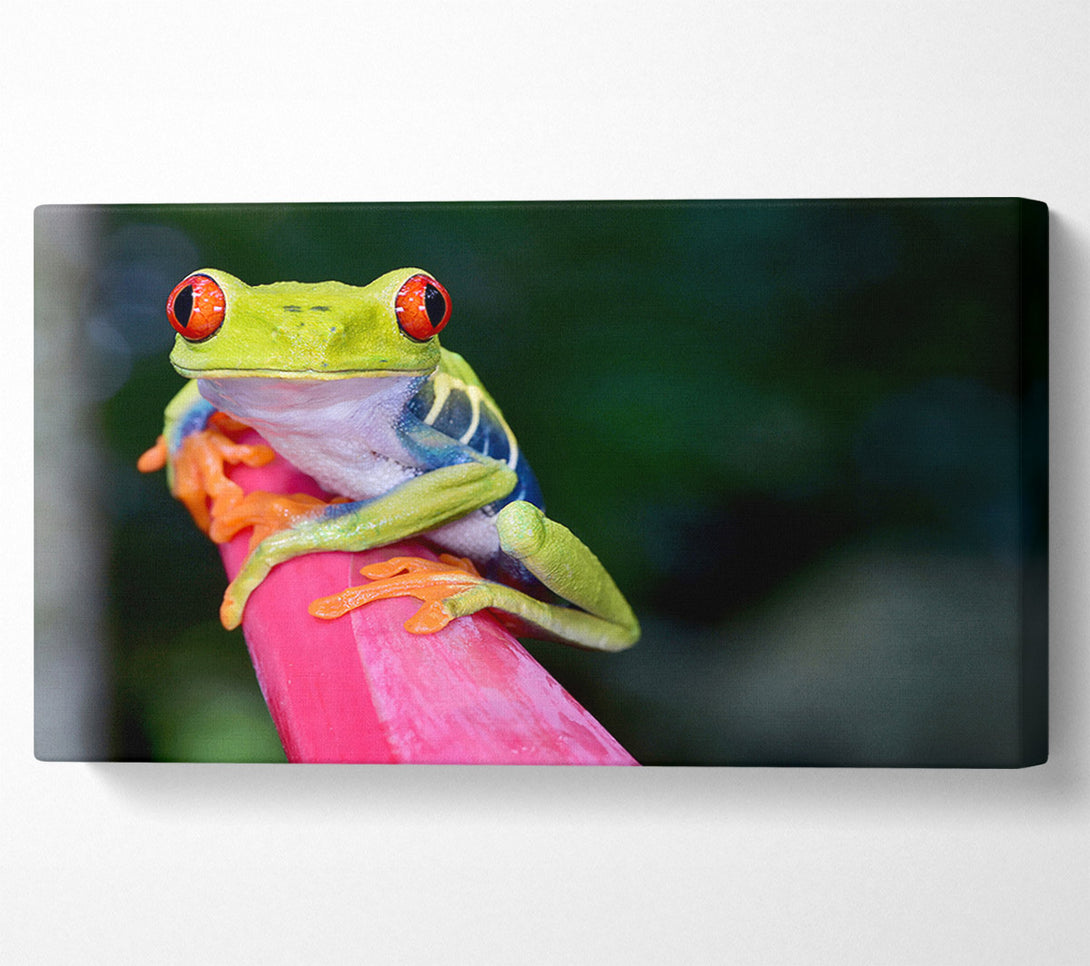  A Canvas Print of Here's Looking At You Frog Canvas Art