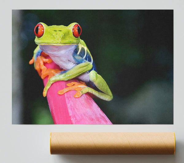 Here'S Looking At You Frog Giclee Print