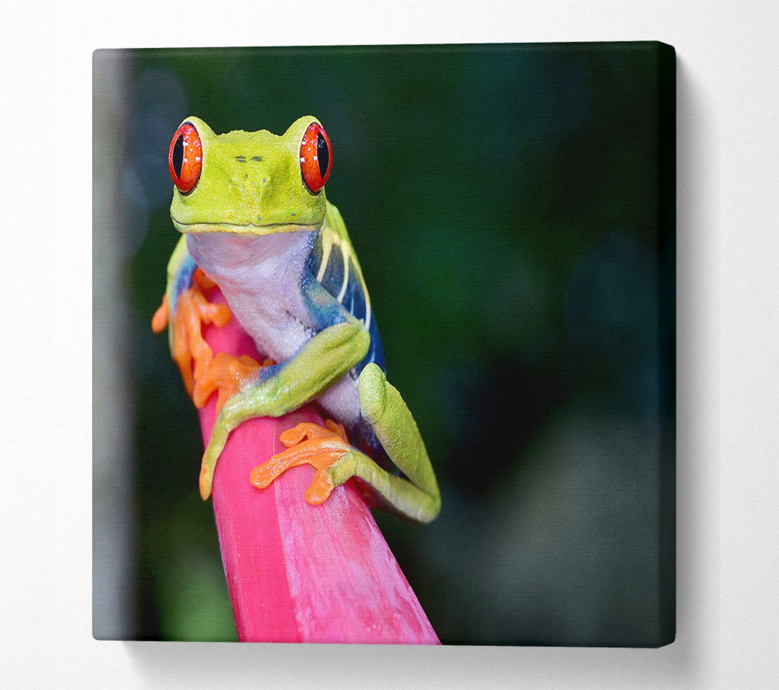  A Canvas Print of Here's Looking At You Frog Canvas Art